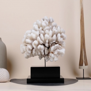 Pocillopora meandrina coral ✨ from Solomon Islands

Beautiful coral, mounted in a black lacquered wood base.

Supplied with CITES certificate. 

#meandrina #pocillopora #pocilloporameandrina #corals #corallover #coraldecor #nature #naturalhistory #naturedecor #homedecor #interiordesign #interiordecor #decoraçãodeinteriores #uniquepieces #piezasunicas #corales #realcoral #oneofakind #beoneofakind