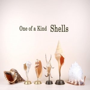 We love shells 🐚 do you? 

For the upcoming season, shop One of a Kind ✨

#shells #shellsdecoration #seashells #naturepieces #interiordesign #interiordecor #uniquepieces #homedecor #beoneofakind