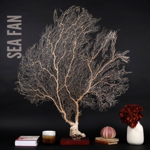 White sea fan, in a Tacula exotic wood base, from Celebes Isl. Molucas Arch.

These Sea fans are superb decorative items, bringing nature to your home. 

Be one of a kind ⚡️

#seafan #whitegorgonian #homedecor #uniquepieces #pecasunicas #naturalhistory #decoraçãodeinteriores #interiordesign #interiordecor #interiorismo #piezasunicas #exclusivepieces #urchins #corals #beoneofakind #naturepieces