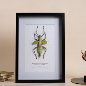 Heteropteryx dilatata,from Malaysia in a black wood frame.

Heteropteryx dilatata is the only described species and gives its name to the family of the Heteropterygidae.

#heteropteryxdilatata #heteropterygidae #insects #frameinsect #insetos #homedecor #decoration #uniquepieces #pecasunicas #rarepieces #interiordesign #interiordecor #oneofakind #beoneofakind