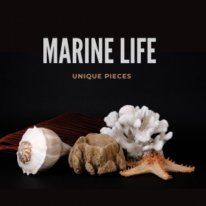 M a r i n e L i f e 🌊🐚⭐️🪸

Your favorite decor pieces! Choose  your One of a Kind! 

#marinelife #marinedecor #sealovers #corals #shells #sponges #seastars #corais #pecasunicas #uniquepieces #decoraçãodeinteriores #interiordesign #interiordecor #interiorismo #conchas #beoneofakind #oneofakind